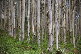 Bosques Joomla