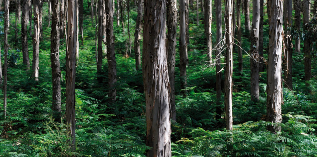 Gestión forestal sostenible