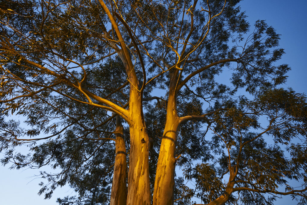 Ence renueva sus campañas para propietarios forestales hasta final de año