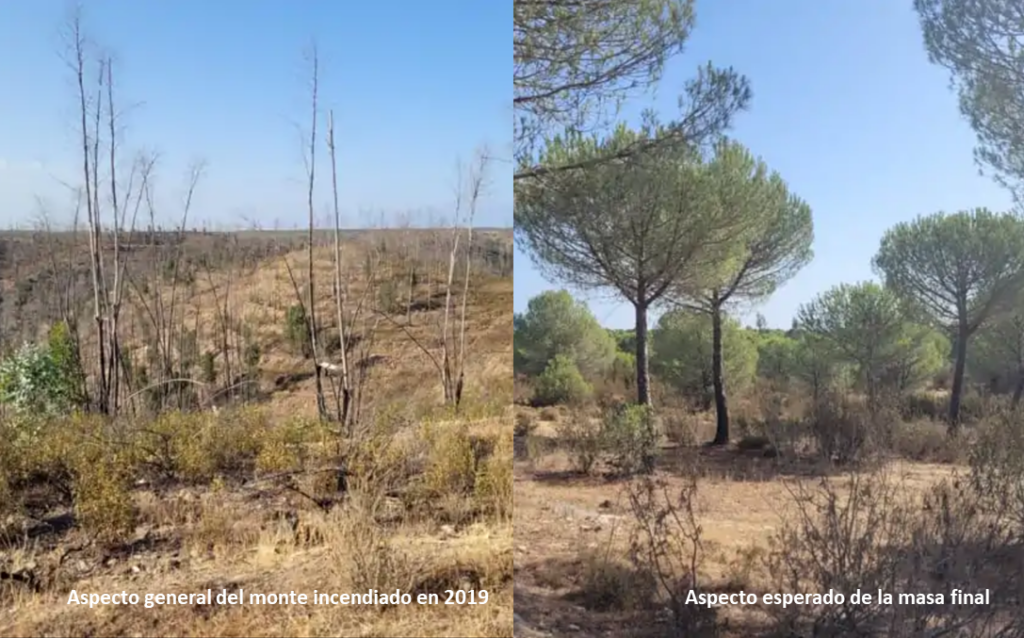 Axión y Ence recuperarán un bosque incendiado en Trigueros (Huelva)