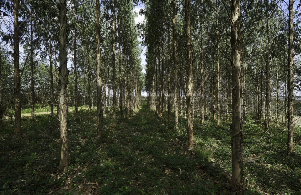 Compromiso con la sostenibilidad forestal