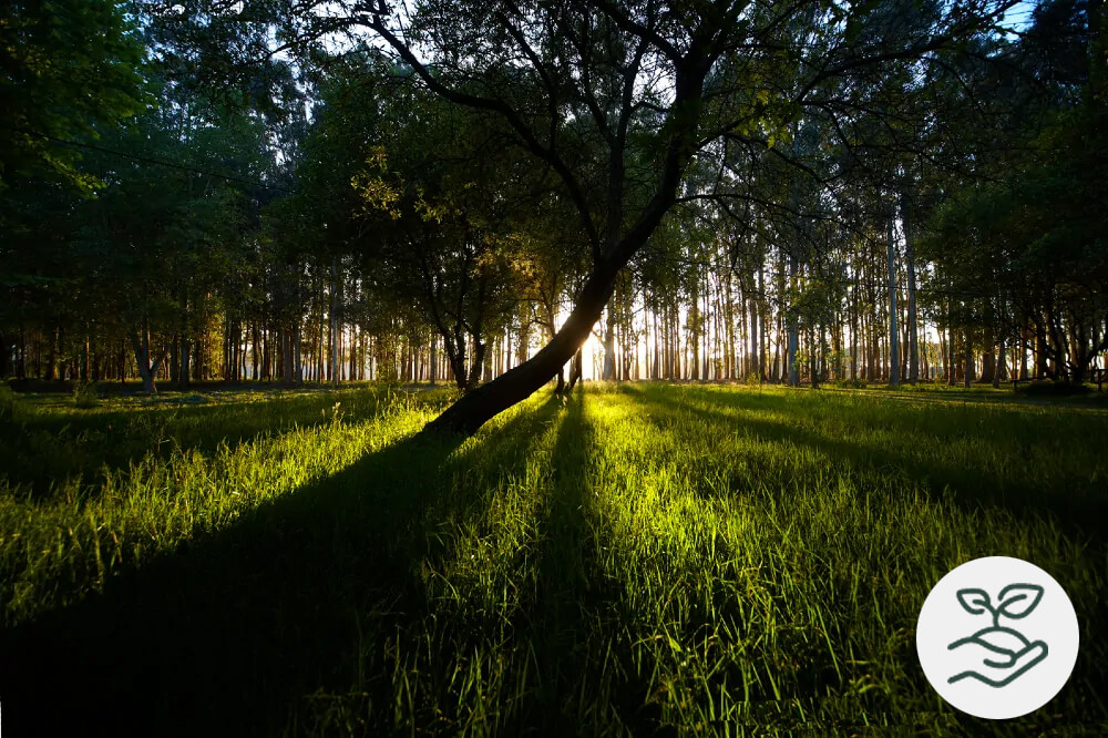 Gestor/a Operaciones Forestales