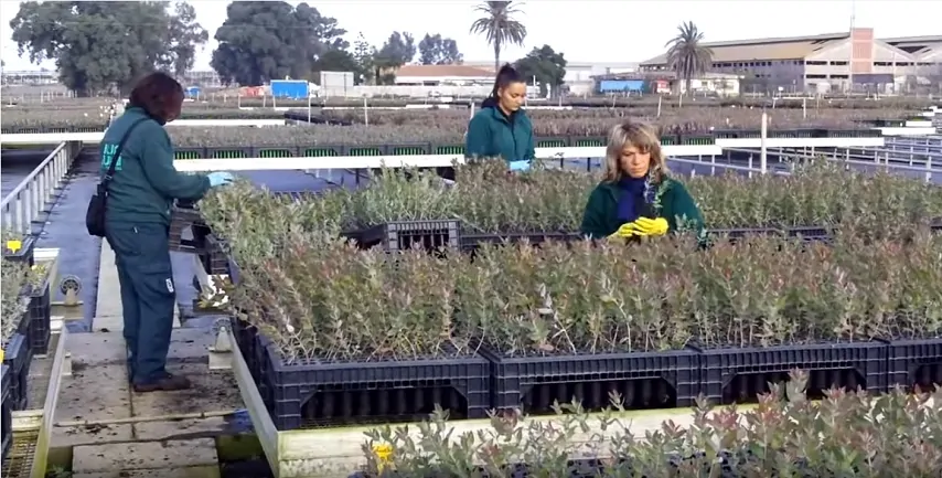 Cortometraje sobre la selección de eucaliptos en un vivero de Ence en Huelva