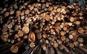 Madera Art Ignacio Colmenares