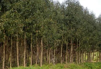madera-1104280